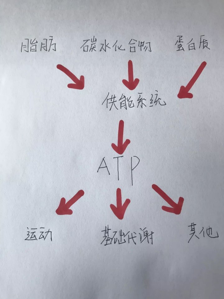 運(yùn)動(dòng)30分鐘后才開始消耗脂肪……是真是假？